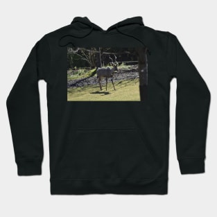 Kudu Hoodie